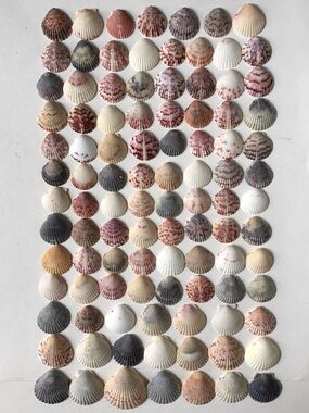 100 Seashells Calico Scallop Shells 1-1/4” to 2-1/4” Beach Arts, Crafts Decor